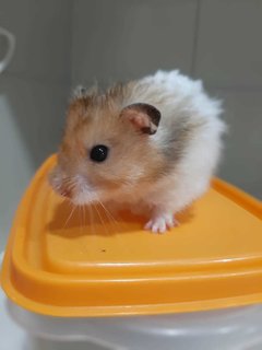 Bubu And Su - Syrian / Golden Hamster Hamster