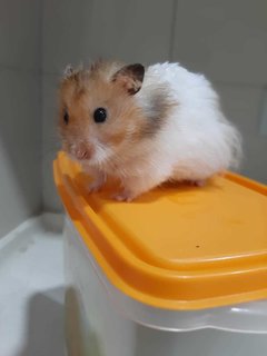 Bubu And Su - Syrian / Golden Hamster Hamster