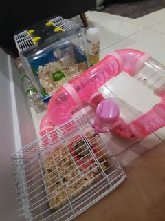 Bubu And Su - Syrian / Golden Hamster Hamster