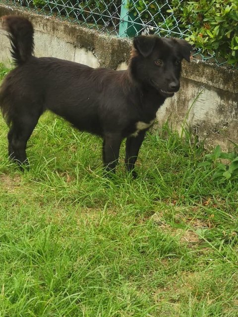 Black Girl - Mixed Breed Dog