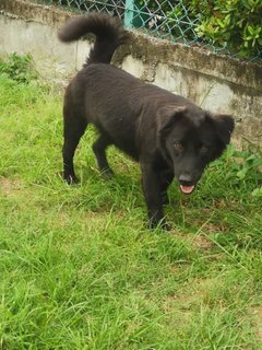 Black Girl - Mixed Breed Dog