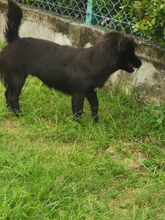 Black Girl - Mixed Breed Dog