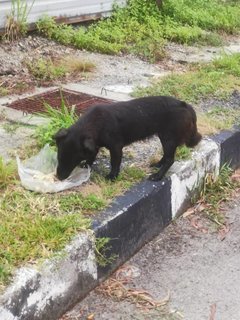 Black Girl - Mixed Breed Dog