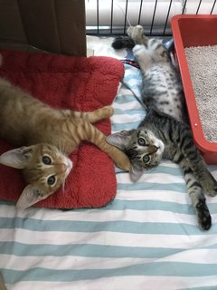 Natasha &amp; Clint (Now Simba &amp; Kaia) - Domestic Short Hair Cat