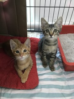 Natasha &amp; Clint (Now Simba &amp; Kaia) - Domestic Short Hair Cat