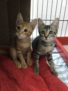 Natasha &amp; Clint (Now Simba &amp; Kaia) - Domestic Short Hair Cat