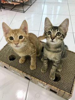 Natasha &amp; Clint (Now Simba &amp; Kaia) - Domestic Short Hair Cat