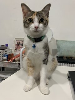 Mello - Calico + Domestic Medium Hair Cat