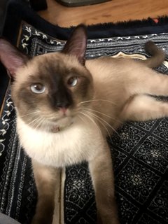 Marvin - Siamese Cat