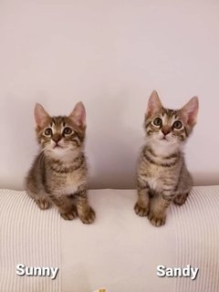Sunny &amp; Sandy - Domestic Medium Hair Cat