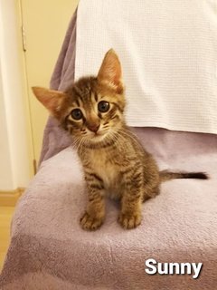 Sunny &amp; Sandy - Domestic Medium Hair Cat