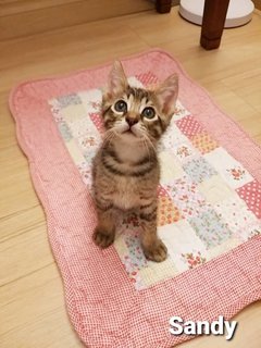 Sunny &amp; Sandy - Domestic Medium Hair Cat