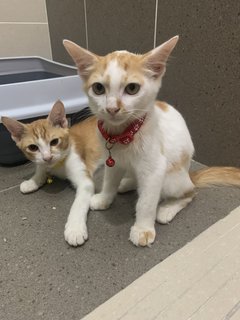 Soju &amp; Tiny - Domestic Medium Hair Cat