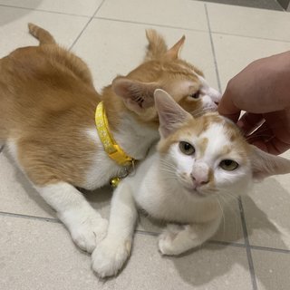 Soju &amp; Tiny - Domestic Medium Hair Cat