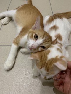 Soju &amp; Tiny - Domestic Medium Hair Cat