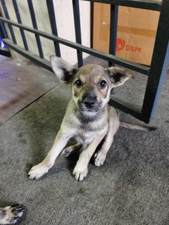 Teeny - Mixed Breed Dog