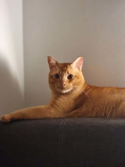 Simba - Domestic Short Hair Cat