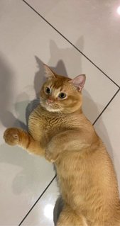 Simba - Domestic Short Hair Cat