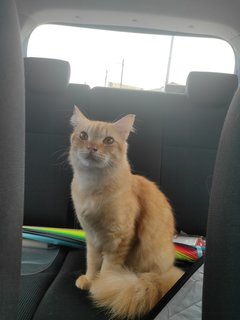 Tororo - Domestic Long Hair Cat