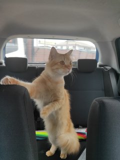 Tororo - Domestic Long Hair Cat