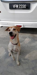 Ammu - Mixed Breed Dog