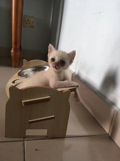 She love eating, and found feeding bowl to be the most convenient place to get food. 