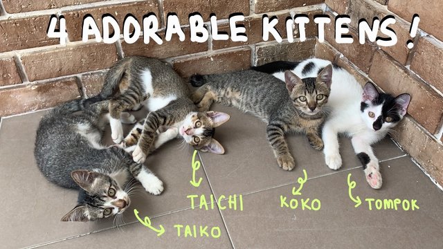 4 Adorable Kittens - Domestic Short Hair + Domestic Medium Hair Cat