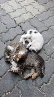 4 Adorable Kittens - Domestic Short Hair + Domestic Medium Hair Cat