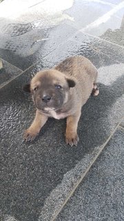 Love - Mixed Breed Dog