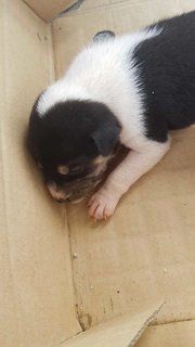 Sofia  - Mixed Breed Dog