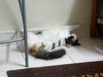 Angah - Domestic Short Hair Cat