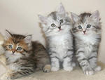 Nina,liya,lua - Siberian Cat