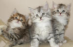 Nina,liya,lua - Siberian Cat