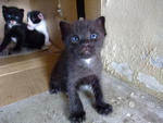 kitten no 1- i'm shy...