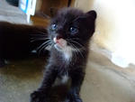 kitten no 2- i'm strong!