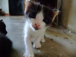 kitten no 3 (not available)