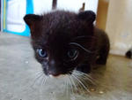 kitten no 2