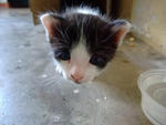 kitten no 3 (not available)