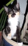 Chita - Domestic Short Hair Cat