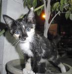 Chita - Domestic Short Hair Cat