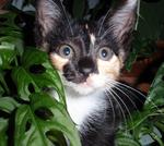 Chita - Domestic Short Hair Cat