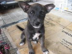 Lily - Mixed Breed Dog