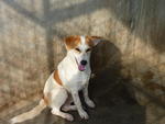 Save Me Or I'll Die#28courtney Love - Mixed Breed Dog