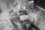 Ziggy's Kittens Ii - American Curl + Domestic Long Hair Cat