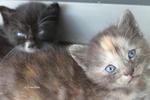 Ziggy's Kittens Ii - American Curl + Domestic Long Hair Cat