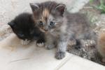 Ziggy's Kittens Ii - American Curl + Domestic Long Hair Cat