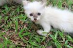 White - Domestic Long Hair + Domestic Short Hair Cat