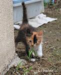 Jr's Kittens - American Curl + Domestic Long Hair Cat