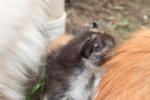 Kitten - American Curl + Domestic Long Hair Cat