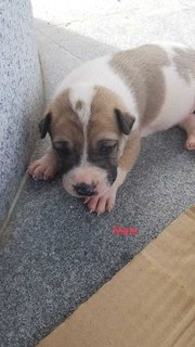 Patch  - Mixed Breed Dog